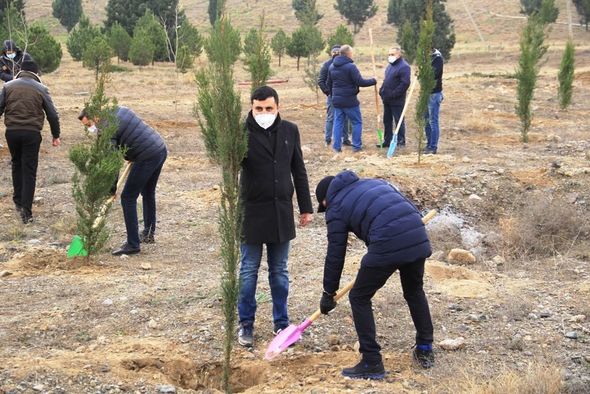 Gəncədə Vətən müharibəsi şəhidlərinin xatirəsinə 2783 ağac əkilib - FOTO