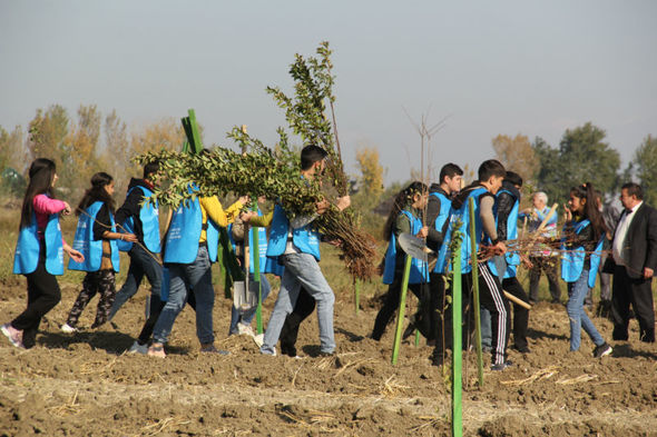 Yevlaxda aztəminatlı ailələr üçün meyvə bağları salınıb - FOTO