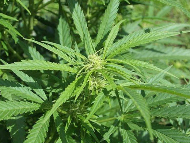 Samuxda narkotik yetişdirən şəxs saxlanıldı - FOTO