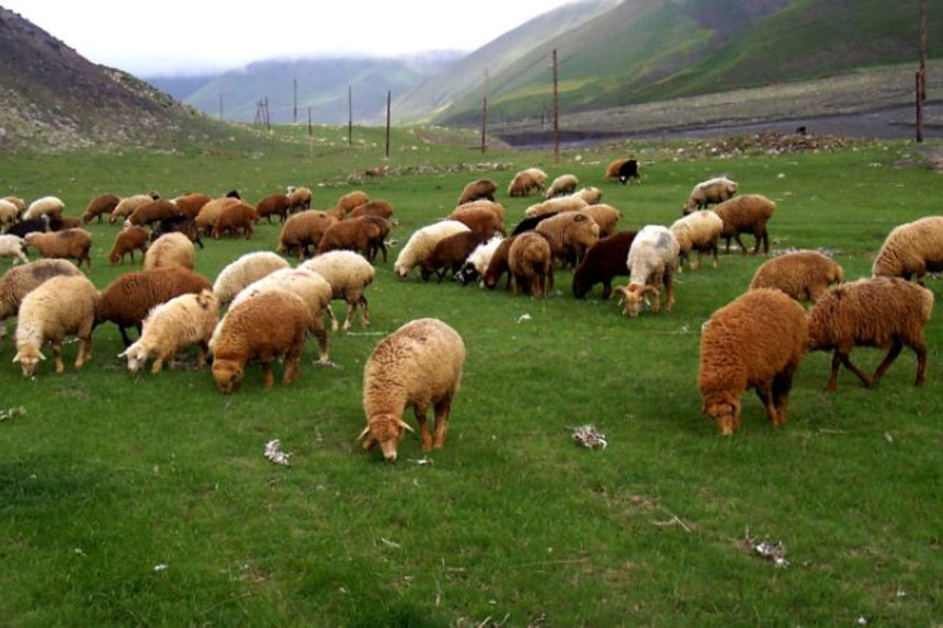 İmişlidə 22 baş qoyun oğurlayan dəstə yaxalandı