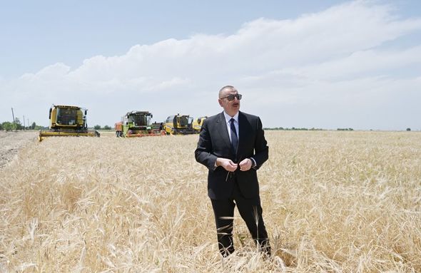 Prezident Ağcabədidə taxıl biçininə başlanması mərasimində iştirak edib - YENİLƏNİB+FOTO