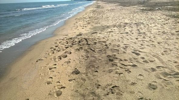 Dəniz kənarlarında satılan qidalar, görülən tədbirlər: Çimərliklər mövsümün açılışına hazırdırmı? - FOTO