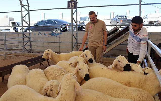 Qurban bayramında 16 min nəfər yaralandı