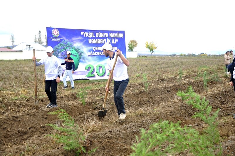 Ağstafada ağacəkmə aksiyaları davam etdirilir - FOTOLAR