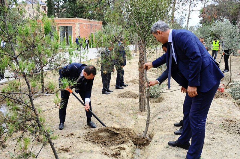 Naftalanda Anım Günü ilə əlaqədar ağacəkmə aksiyası keçirilib - FOTOLAR