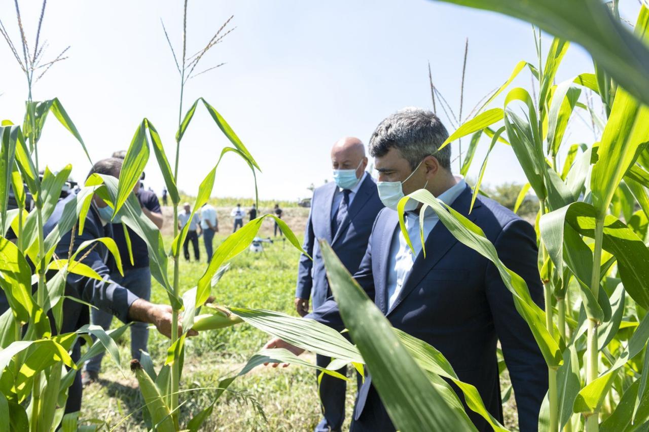 Ağcabədidə qarğıdalı sahəsi müasir dronlarla dərmanlanıb - FOTO