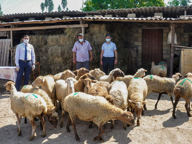 Cəbhə bölgəsində işsizlər üçün kiçik təsərrüfatlar qurulur - FOTO