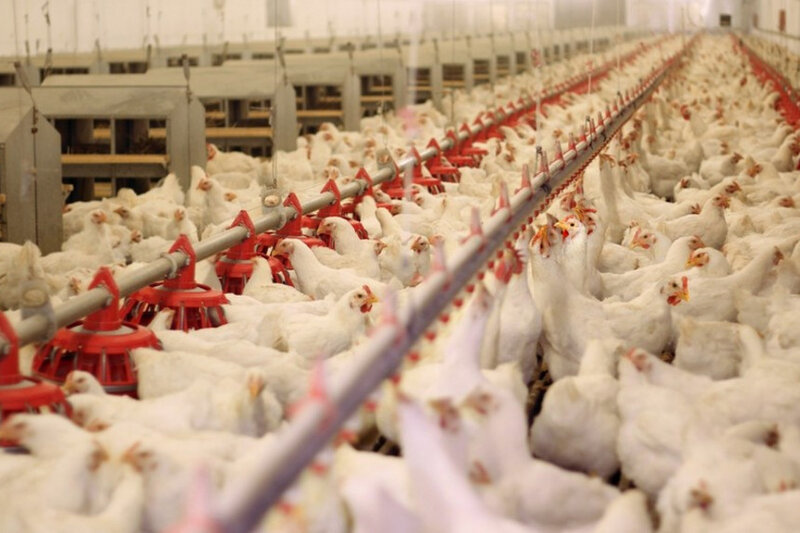 İran və Ukraynanın bəzi bölgələrindən quş ətinin gətirilməsinə məhdudiyyət qoyulub