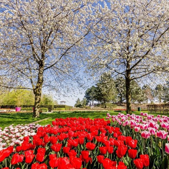 Dünyanın ən məşhur çiçək parkı karantin dövründə ziyarətçilərə belə xidmət göstərir - FOTO/VİDEO