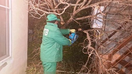 Son iki gündə güclü külək Bakıda 78 ağacı sındırıb - FOTOLAR