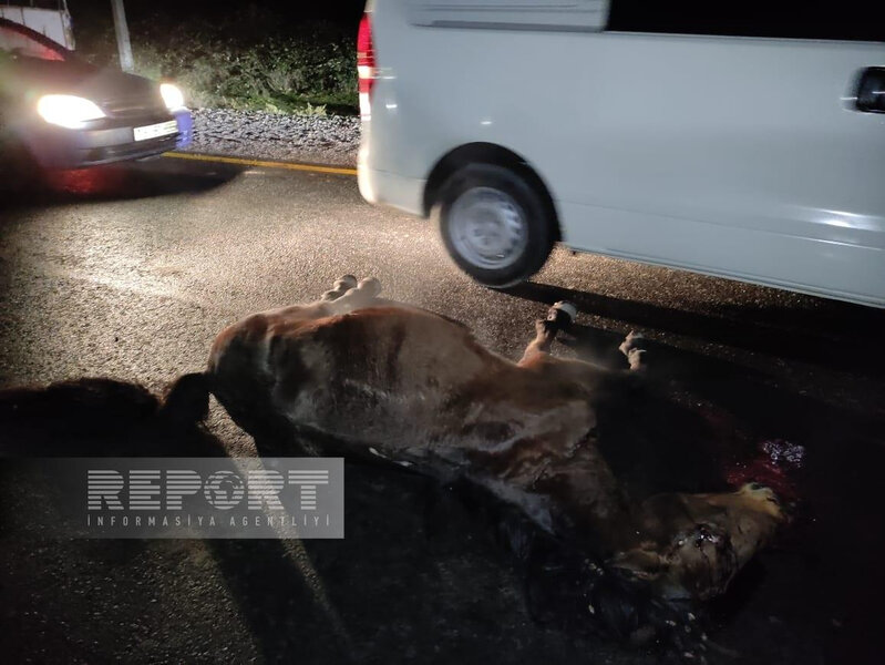 Avtomobilin qarşısına çıxan at qəzaya səbəb olub: Xəsarət alan var - FOTO