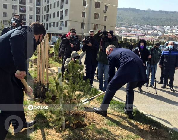 Nazir və agentlik sədri ağac əkdi - FOTO
