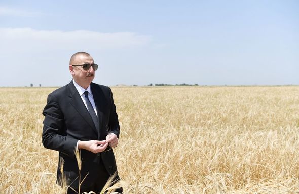Prezident Ağcabədidə taxıl biçininə başlanması mərasimində iştirak edib - YENİLƏNİB+FOTO