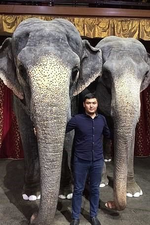 Rusiyada sirk əməkdaşının belini sındıran fil barədə qərar bəlli oldu - FOTO