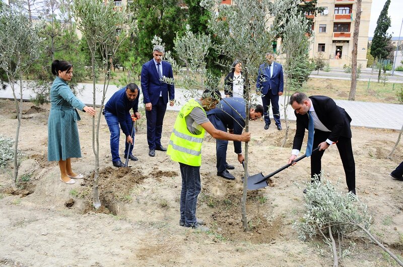 Naftalanda Anım Günü ilə əlaqədar ağacəkmə aksiyası keçirilib - FOTOLAR