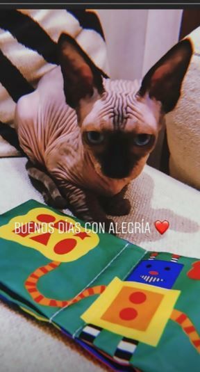 Ronaldunun pişiyi xəsarət aldı və şəxsi təyyarə ilə müalicəyə getdi – FOTO