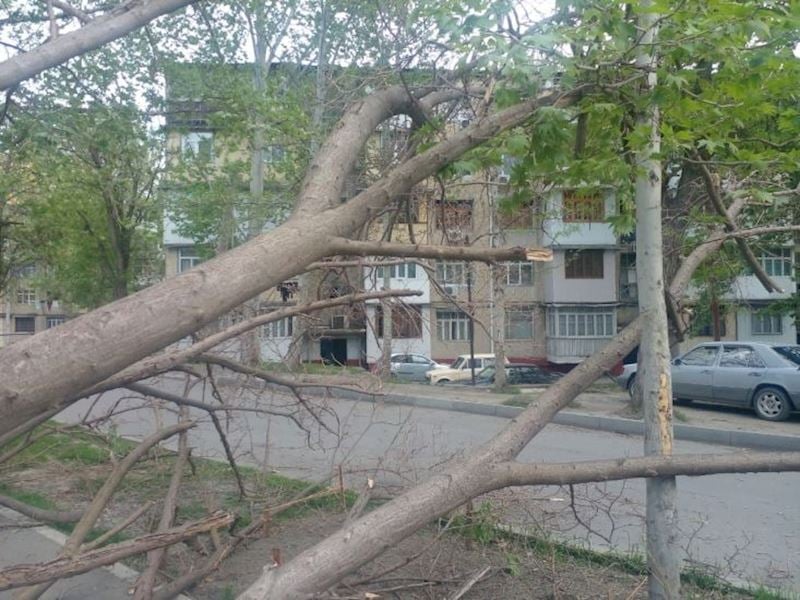 Mingəçevirdə güclü külək ağacları aşırdı - FOTO