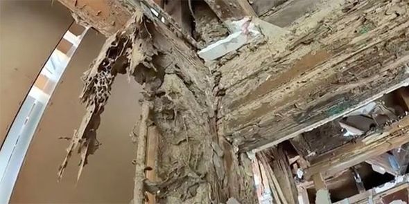 Qarışqalar malikanəni yeyib məhv etdilər – FOTO/VİDEO