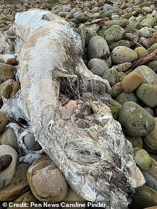 Böyük Britaniya sahilində beş metrlik dəniz canlısı aşkarlandı - FOTO