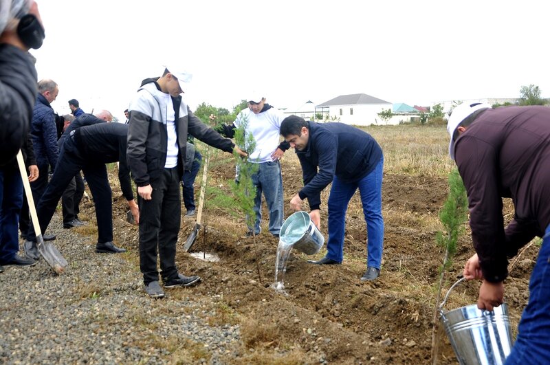 Ağstafada ağacəkmə aksiyaları davam etdirilir - FOTOLAR