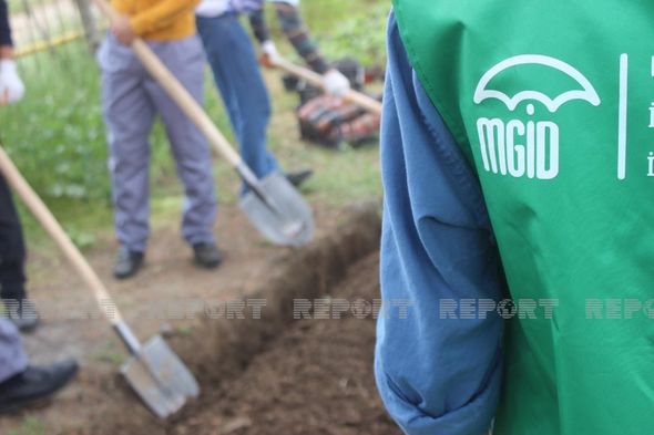 Biləsuvarda "1001 palıd" layihəsi icra edilib - FOTO