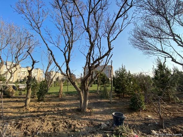Bakıda salınan yeni parkın 70 faizi meşə zonası olacaq - FOTO