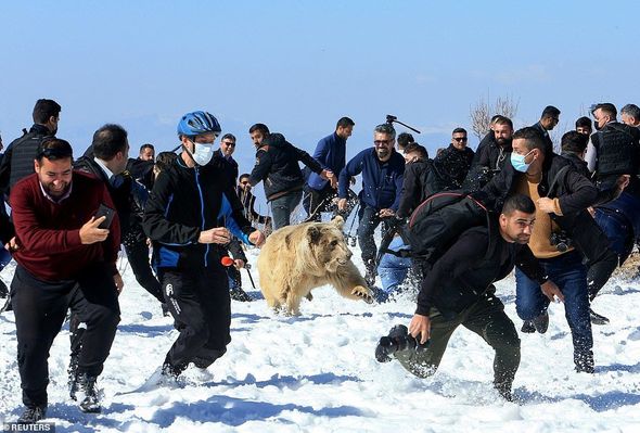 Əsarətdən xilas edilərək təbiətə buraxılan ayılar xilaskarlarının üstünə cumdu - FOTO/VİDEO