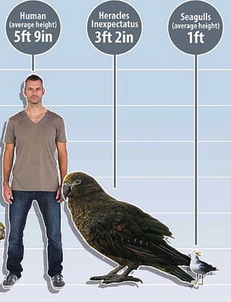 Planetimizdəki ilk quşun qalıqları tapıldı - FOTO