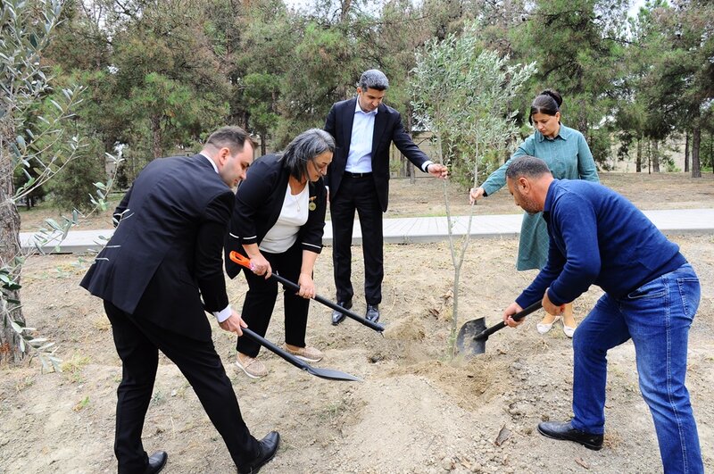 Naftalanda Anım Günü ilə əlaqədar ağacəkmə aksiyası keçirilib - FOTOLAR