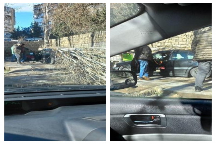 Bakının mərkəzində külək ağacı aşırdı: 2 maşın zədələndi - FOTO