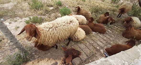 Azərbaycanda şəhidlər bulağında qoyun saxlayırlar - FOTO