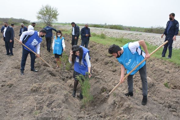 "​​​​​​​Yaşıl Marafon" çərçivəsində növbəti ağacəkmə aksiyaları keçirilib - FOTO