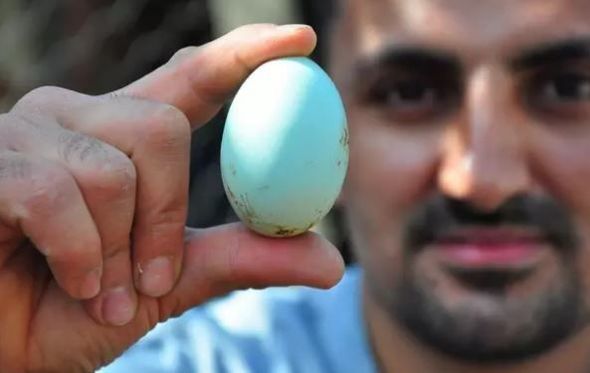 Türkiyəli fermer mavi yumurtanın birini 10 dollardan satır - FOTO