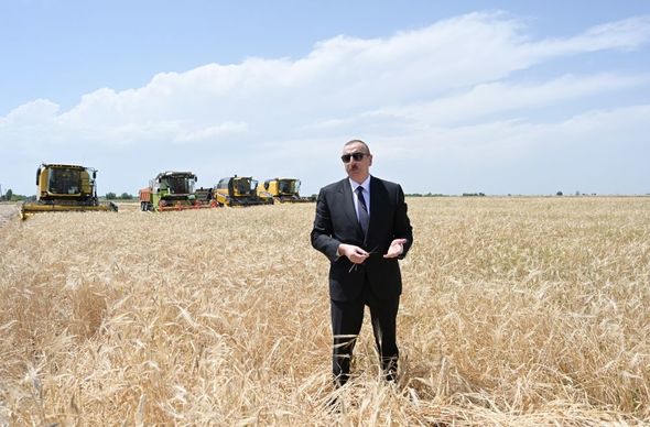 Prezident Ağcabədidə taxıl biçininə başlanması mərasimində iştirak edib - YENİLƏNİB+FOTO