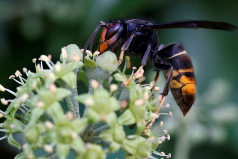 Şəhidin qardaşı arı sancması nəticəsində ölüb - TƏFƏRRÜAT