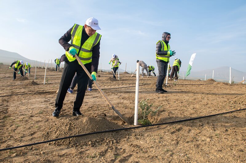 SOCAR Midstream' ağacəkmə aksiyası keçirdi - FOTOLAR