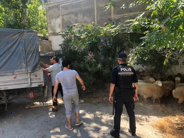 Polis qurbanlıq heyvanların satışının həyata keçirildiyi ərazilərdə reyd keçirdi - FOTO
