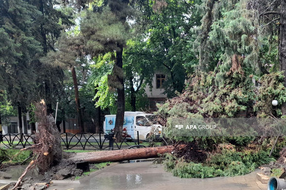 Qaxda güclü külək istirahət parkında ağacları aşırdı - FOTO