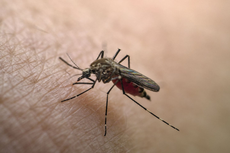 Ağcaqanadlarla yayılan virus Azərbaycana gəlib? – RƏSMİ