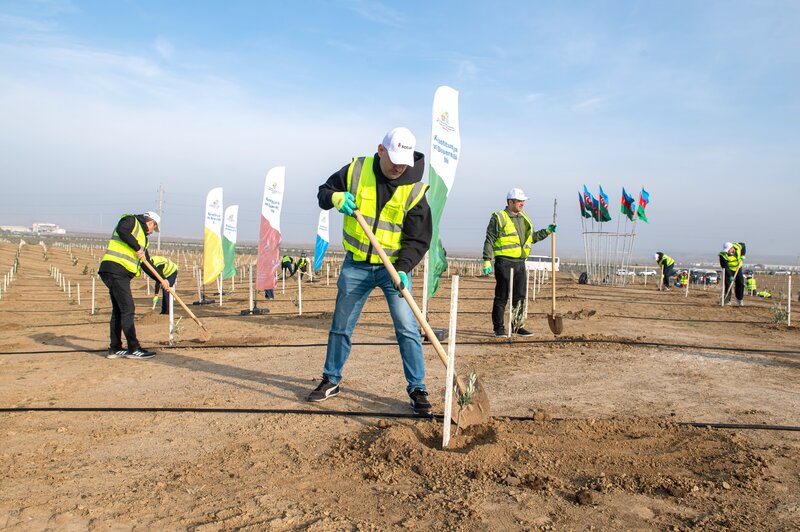 SOCAR Midstream' ağacəkmə aksiyası keçirdi - FOTOLAR