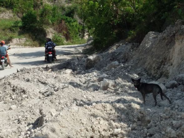 Sahibsiz it yeni doğulmuş körpənin həyatını xilas etdi - FOTO