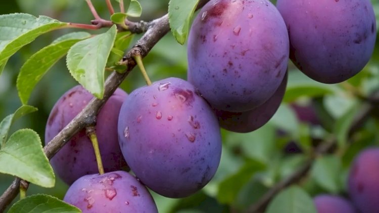 4 manatlıq məhsul xərçəngin dərmanıdır - Alimlərdən şok kəşf