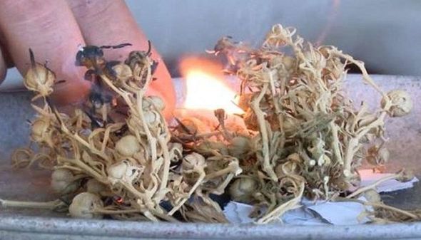 Berdiməhəmmədov koronavirusdan müdafiə üçün ənənəvi üsulu açıqladı