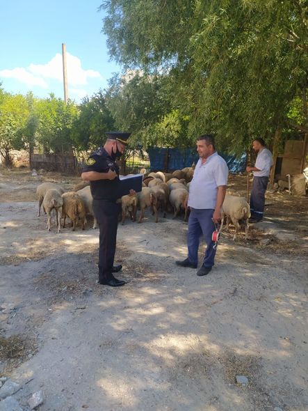 Polis qurbanlıq heyvanların satışının həyata keçirildiyi ərazilərdə reyd keçirdi - FOTO