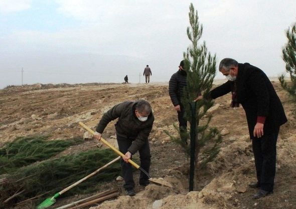 Gəncədə Vətən müharibəsi şəhidlərinin xatirəsinə 2783 ağac əkilib - FOTO