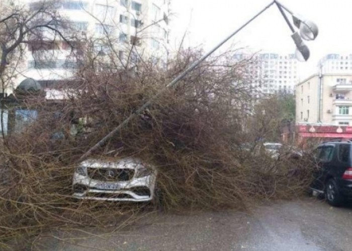 Bakıda ağac aşdı, avtobusların hərəkət sxemi dəyişdirildi