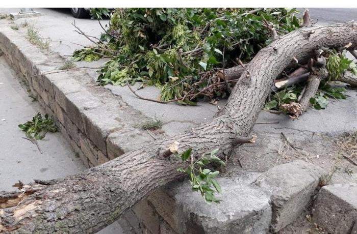 Üzərinə ağac aşan şəxs öldü