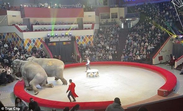 Rusiyada sirk əməkdaşının belini sındıran fil barədə qərar bəlli oldu - FOTO