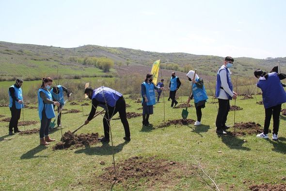 "Yaşıl Marafon" layihəsi üzrə ağacəkmə aksiyaları uğurla davam edir - FOTO