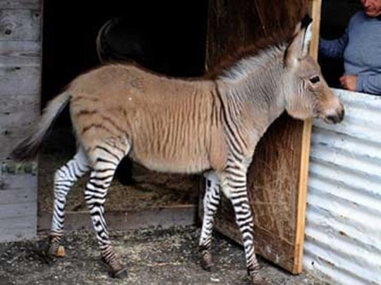  "Zonki": Fermadan qaçan zebra uzunqulaqdan balaladı – FOTO